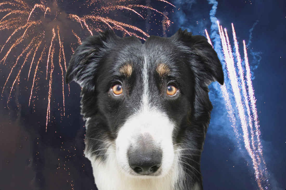 How to Help Your Dog Survive the Fireworks Frenzy