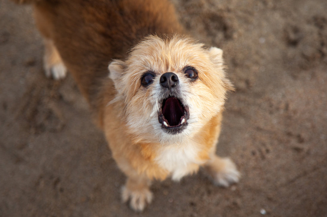 What Your Dog’s Bark Is Really Saying (Decoded by Experts)