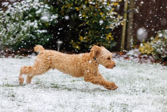 Dr. Jacob: The 3 Mobility Mistakes I See Every Winter (and the Easy Fixes)