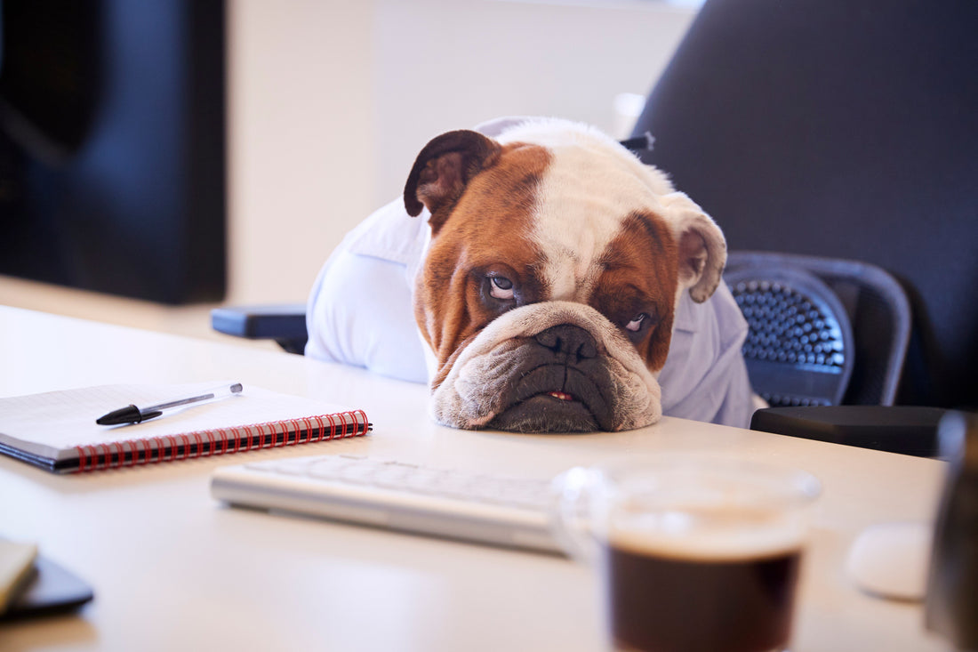 The "Bored Dog Epidemic" I'm Seeing in My Practice Right Now