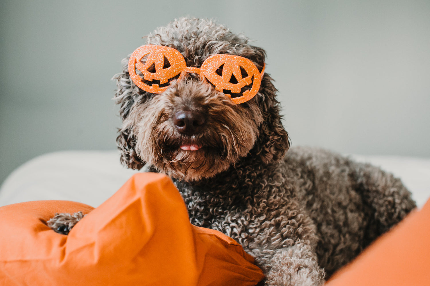 Can Dogs See Ghosts? The Spooky Truth Behind Your Pup’s “Sixth Sense”