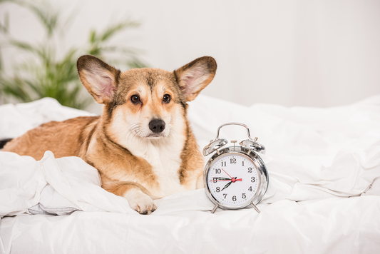 Why Dogs Act Weird When the Clocks Change