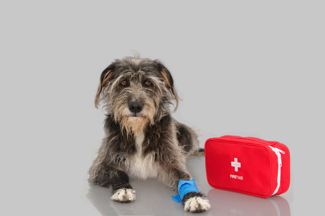 The Pet First Aid Kit Every Dog Owner Needs