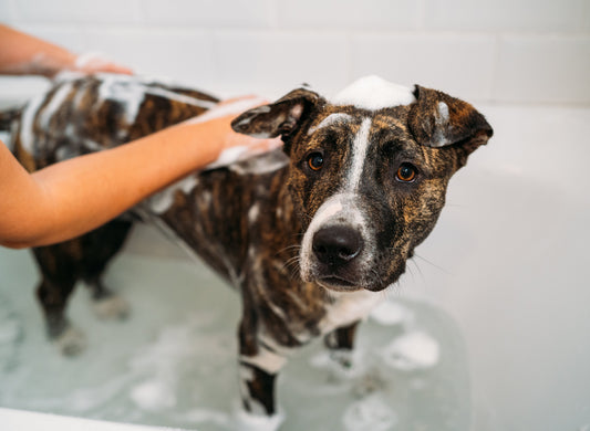 How Often Should You Bathe Your Dog? The Real Answer