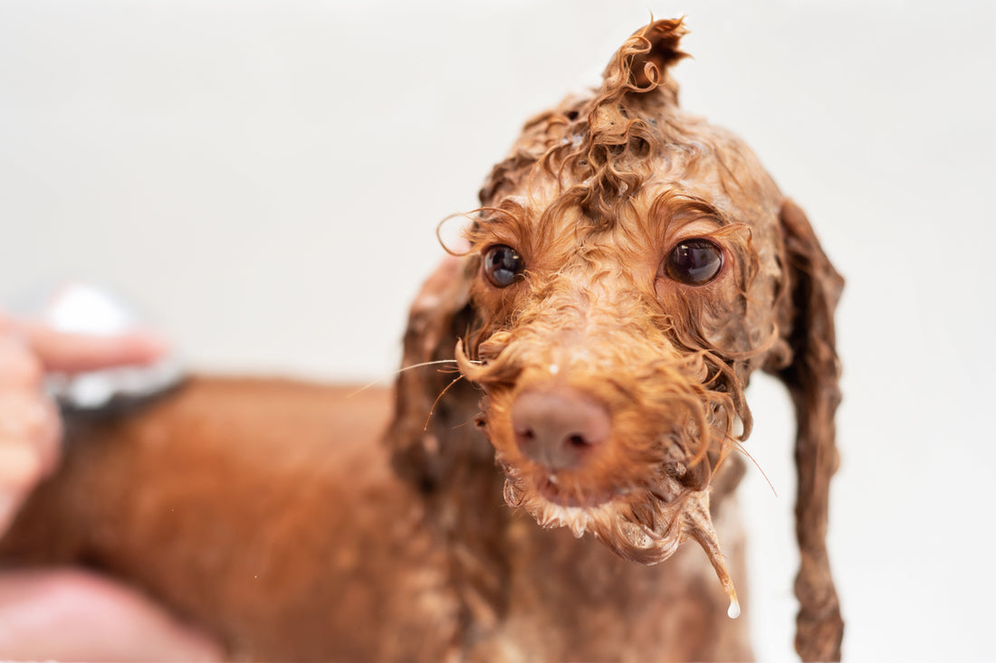 The Real Science Behind Post-Bath Zoomies (It's Not Just Relief)