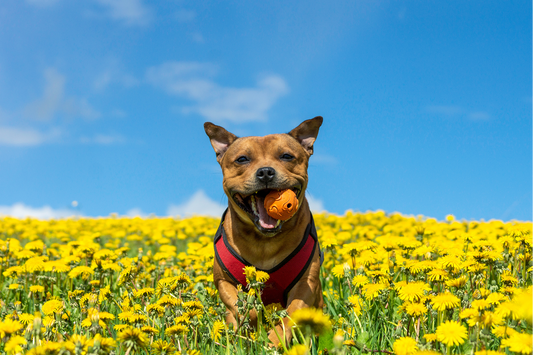 Spring Allergies Start Earlier Than You Think