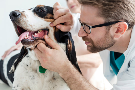 What Your Dog's Breath Is Really Telling You