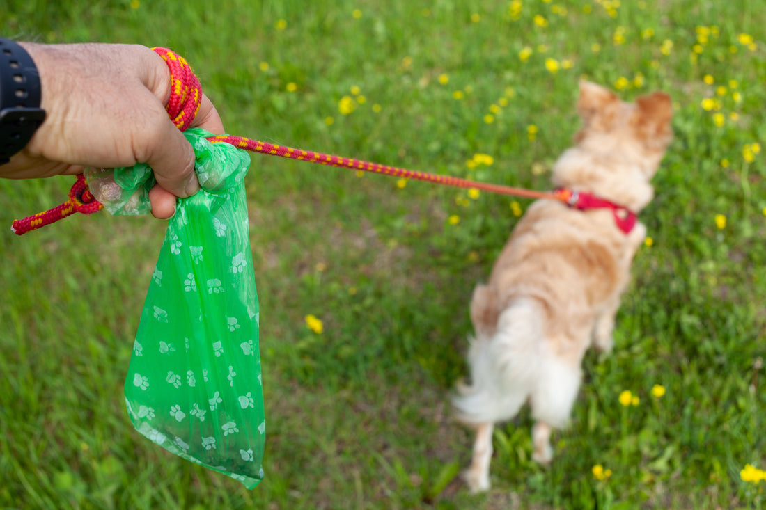 What Your Dog's Poop Is Actually Telling You