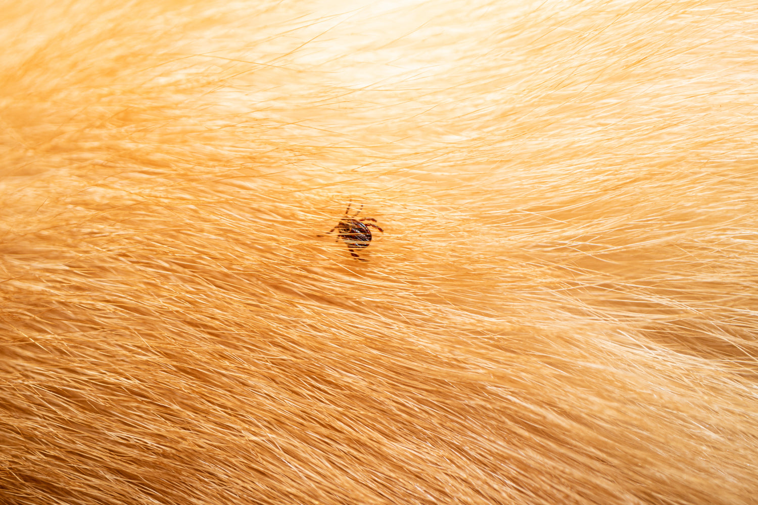 Tick Season and Your Dog's Immune Defense