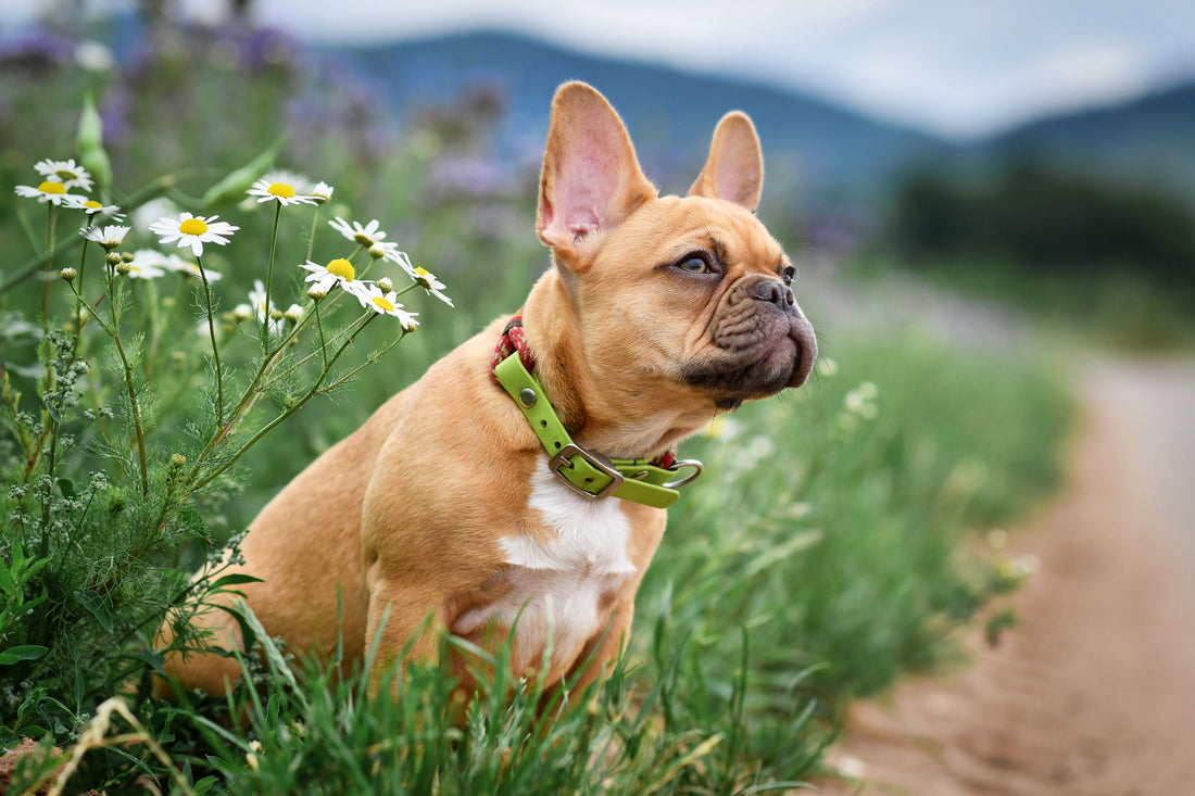 The Spring Reset Your Dog's Body Actually Needs