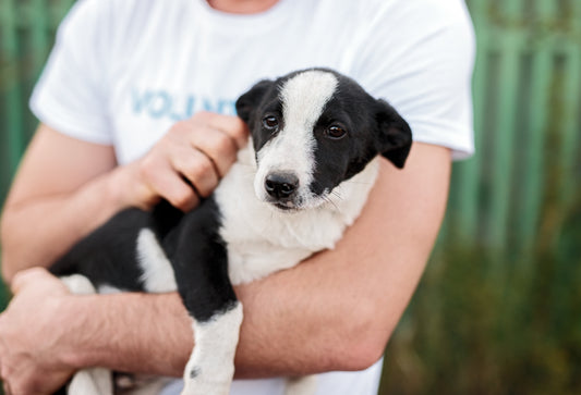 What Rescue Dogs Teach Us About Resilience
