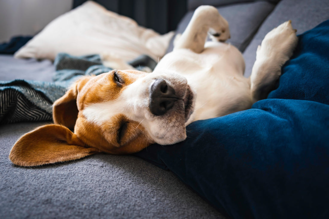 Why Your Dog Sleeps 14 Hours a Day (And When to Worry)