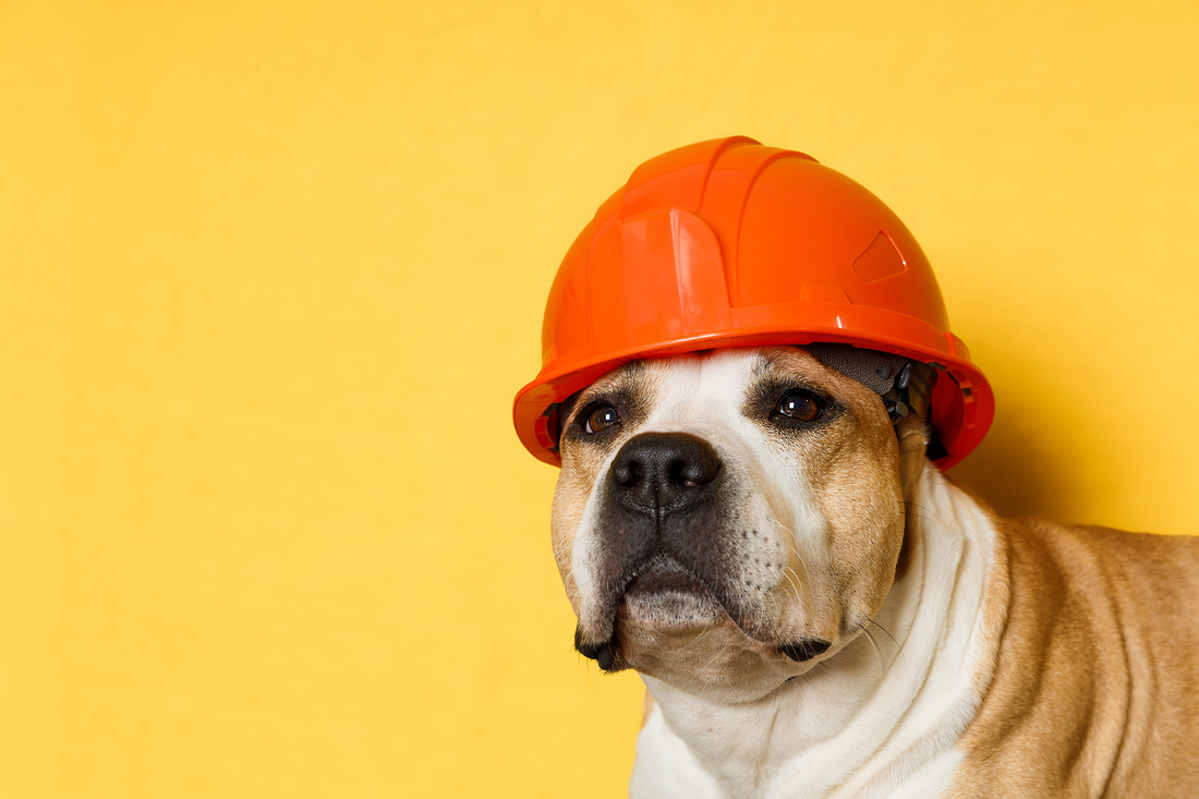 Dog-Proof Your Home: A Room-by-Room Guide