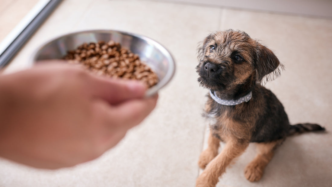 What I Wish Every New Puppy Parent Knew About Nutrition