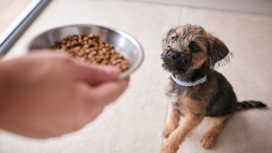 What I Wish Every New Puppy Parent Knew About Nutrition