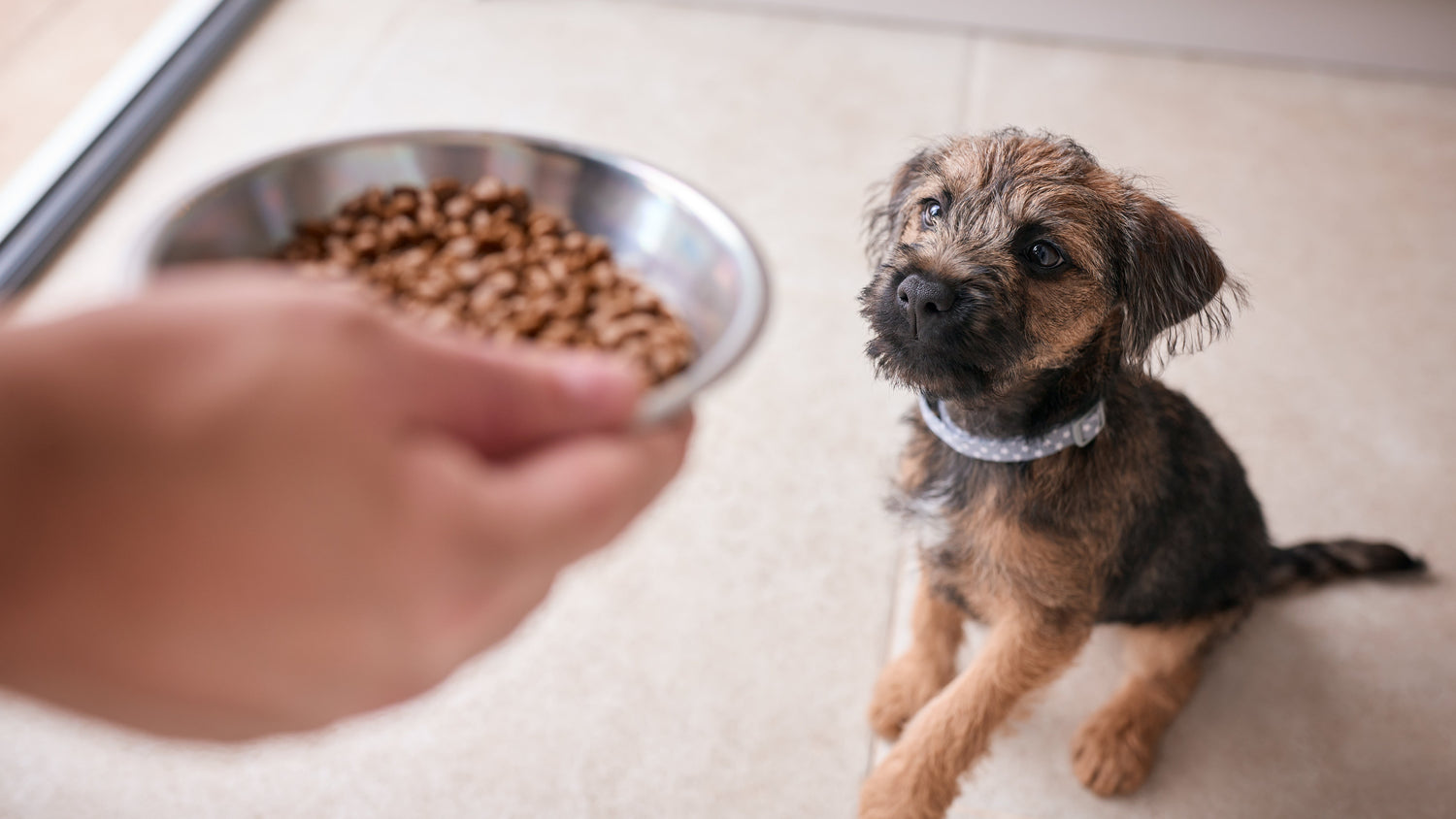 What I Wish Every New Puppy Parent Knew About Nutrition