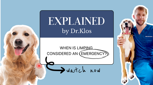 Explained With Dr. Klos: When Is Limping in Dogs an Emergency?