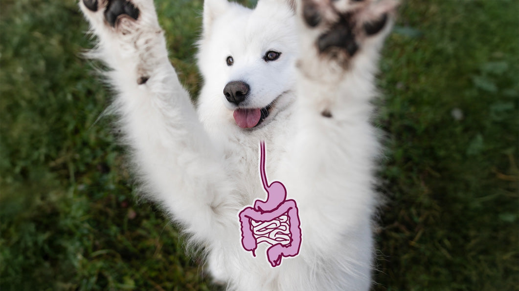 The Gut-Behavior Connection: How Your Dog's Stomach Controls Their Mood