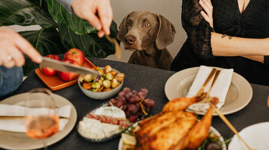 The Science of Joy: What Dogs Know About Happiness That We Forgot