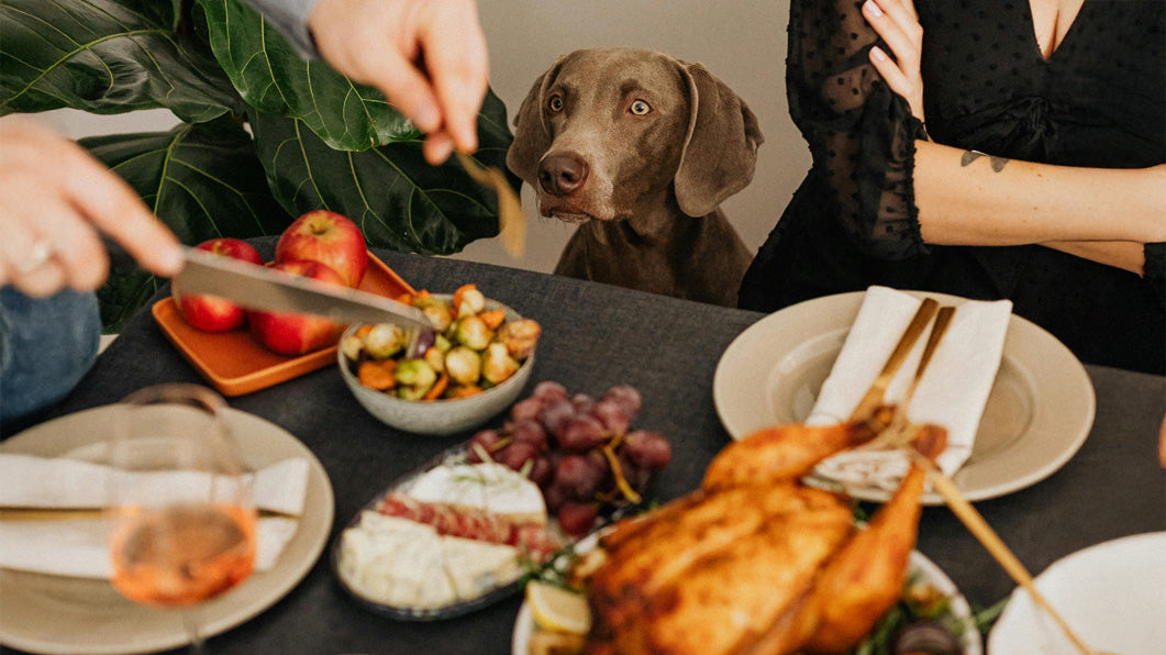 The Science of Joy: What Dogs Know About Happiness That We Forgot