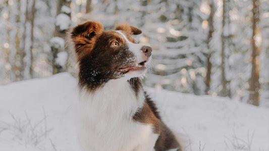 Why 62% of Dogs Develop Winter Skin Problems (And How to Stop the Itch)