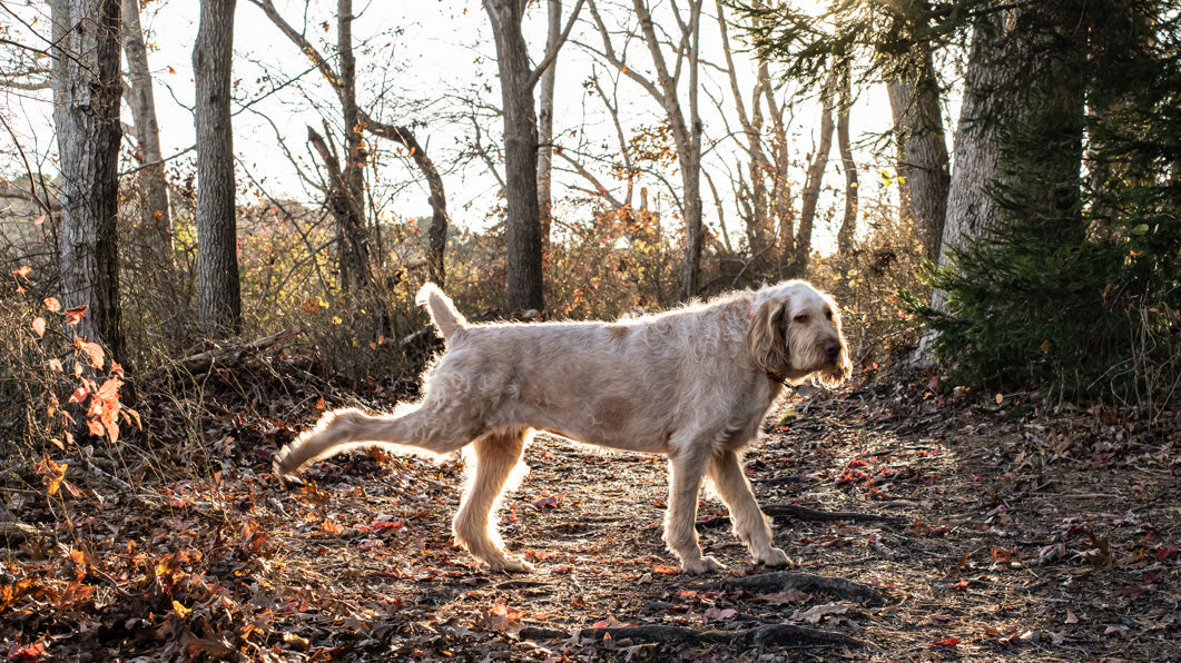 Why Do Dogs Kick the Grass After Pooping?