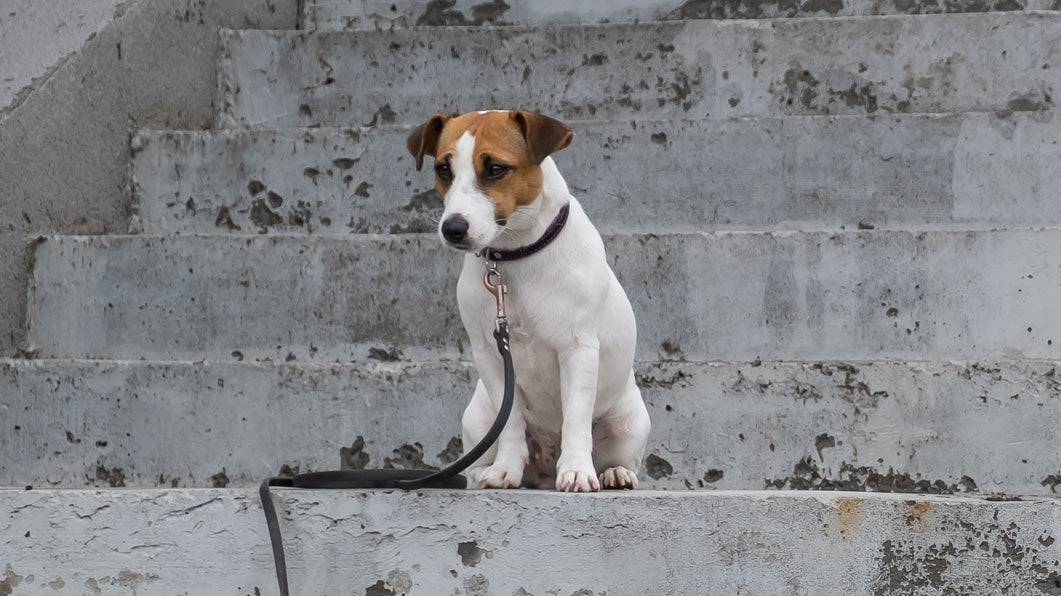 Is Your Dog Secretly Stressed? 7 Surprising Signs You Shouldn’t Ignore