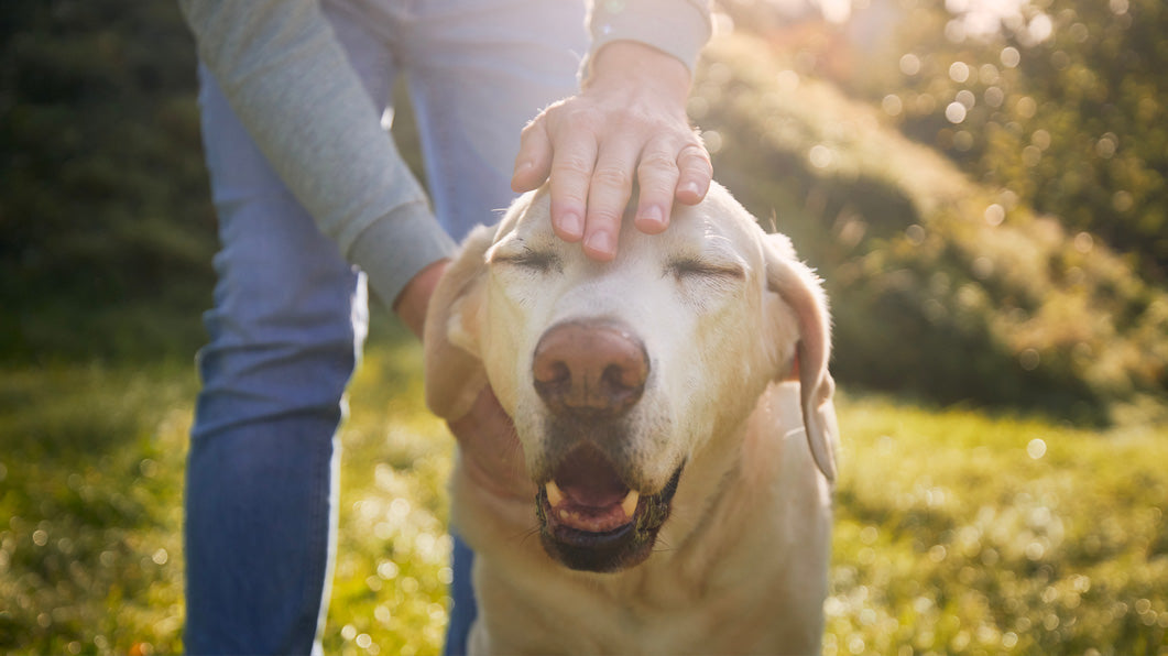 Why Your 7-Year-Old Dog Isn’t 49 in Human Years