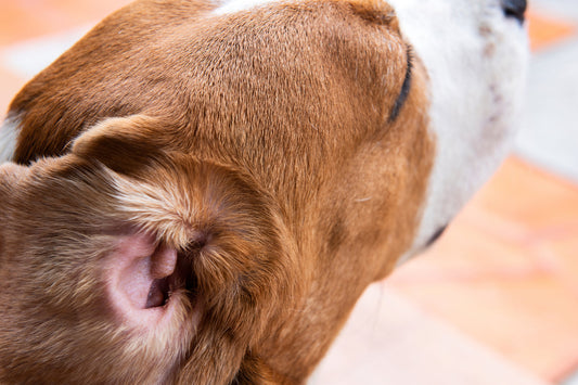 Why Your Dog’s Ears Might Hold the Clue to Their Allergies