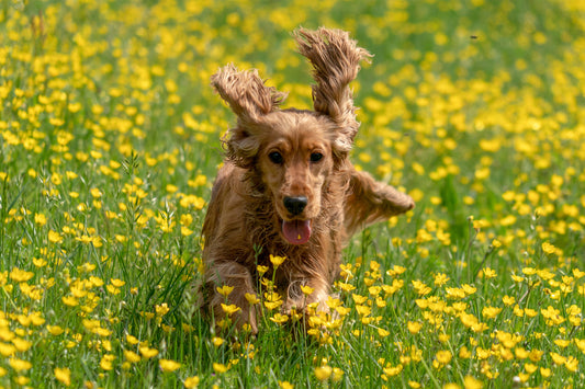 Do These 5 Things to Help Your Dog Move Like a Puppy Again