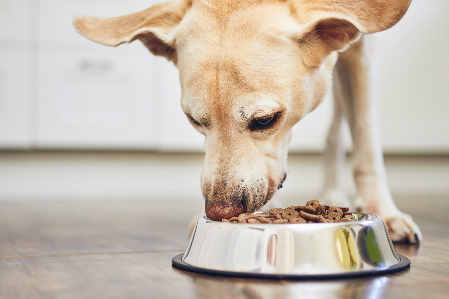 The One Thing That’s Missing From Most Dog Diets (But Shouldn’t Be)