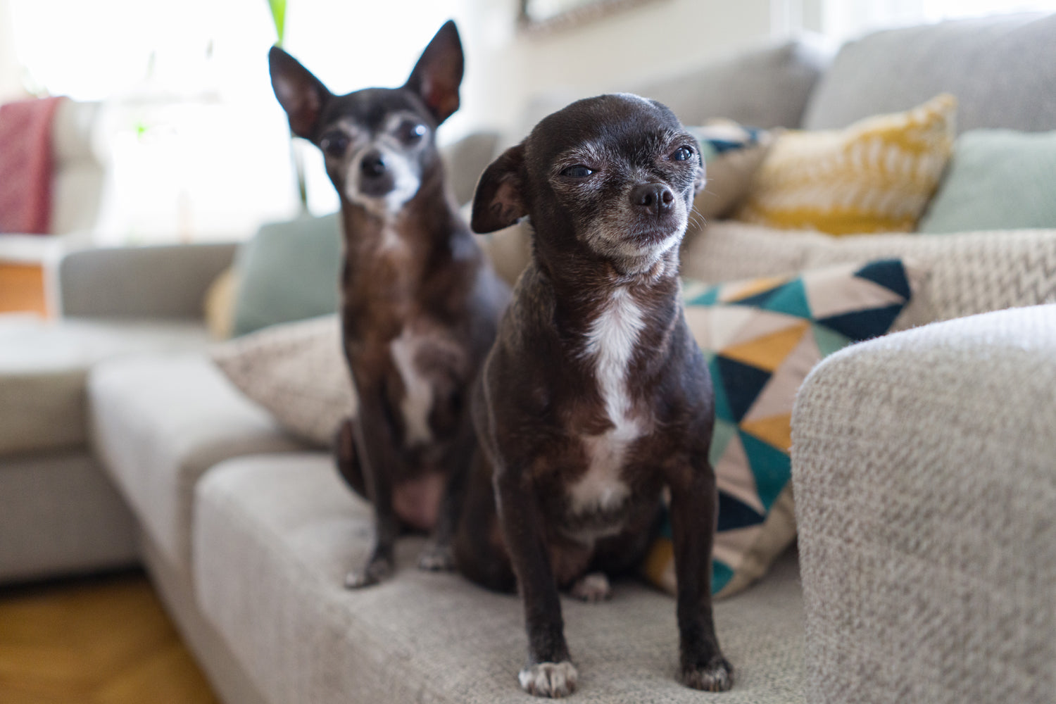 I’ve Seen This Mistake Ruin a Dog’s Joints… Don’t Let It Happen to Yours