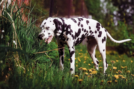 The “Allergy Season” Your Vet Won’t Warn You About