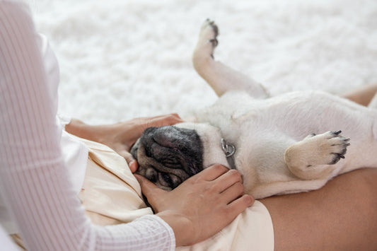 The Secret Meaning Behind Your Dog’s Sleeping Positions
