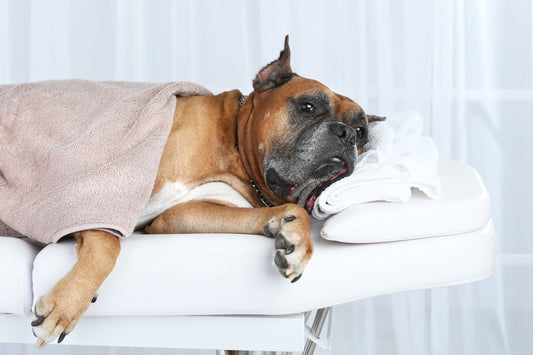 The 3-Minute Daily Massage That Can Help Your Dog’s Joints