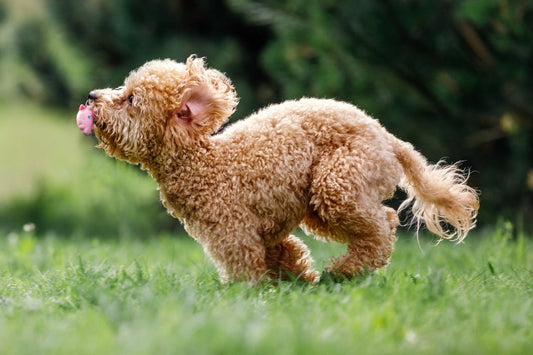 Why Dogs Do That Silly ‘Zoomies’ Run (and When It’s a Red Flag)