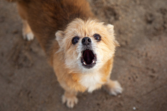 What Your Dog’s Bark Is Really Saying (Decoded by Experts)