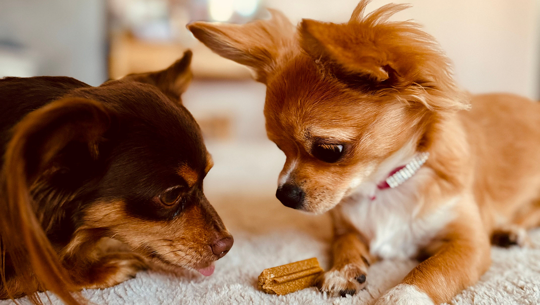 How Treats Quietly Wreck Your Dog's Nutrition