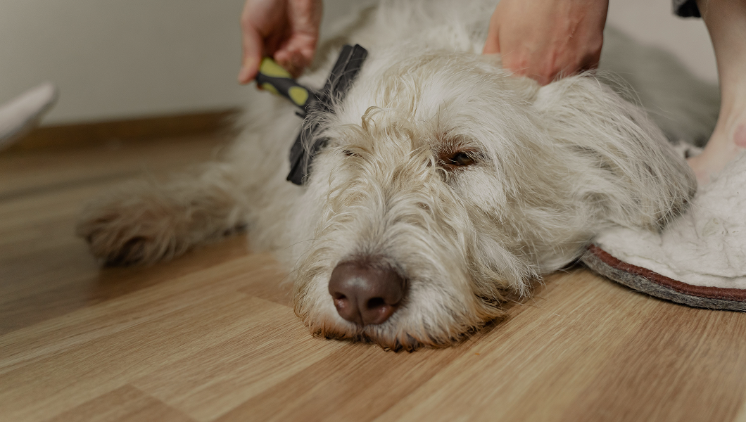 Fall Shedding Is a Signal, Not Just a Mess
