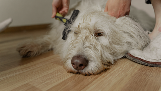 Fall Shedding Is a Signal, Not Just a Mess