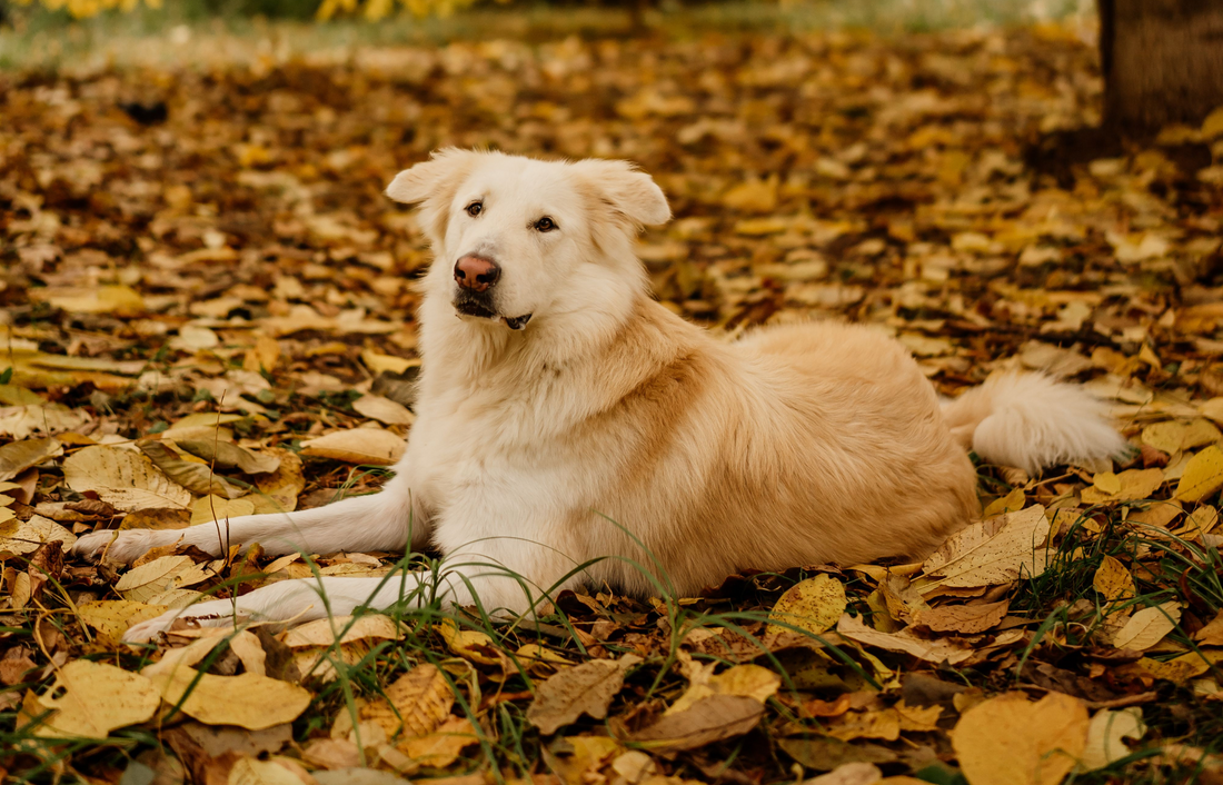 Why Fall Allergy Season Hits Dogs Differently