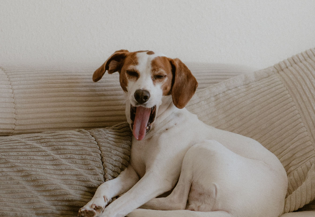 Tired vs. Exhausted: Know the Difference