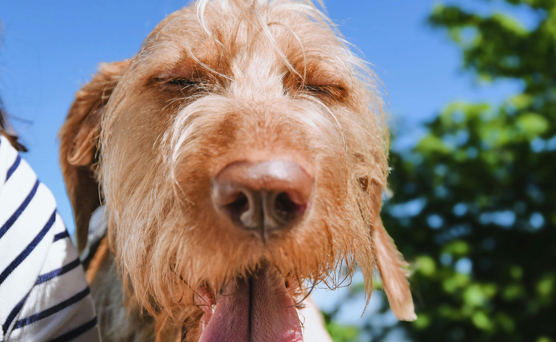 7 Summer Dangers Hiding in Your Backyard