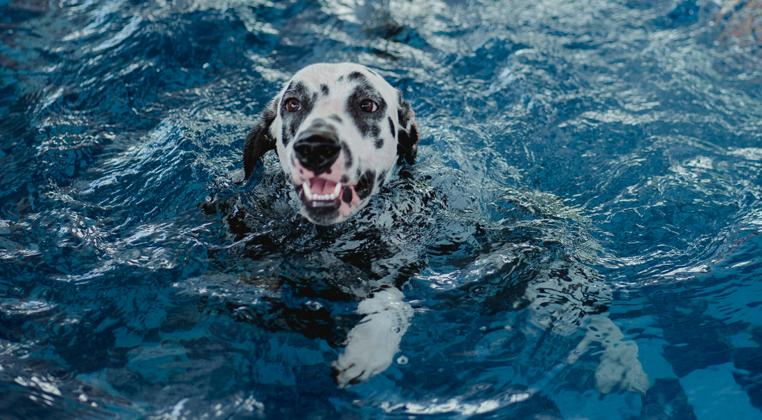 What Summer Actually Does to Your Dog's Skin