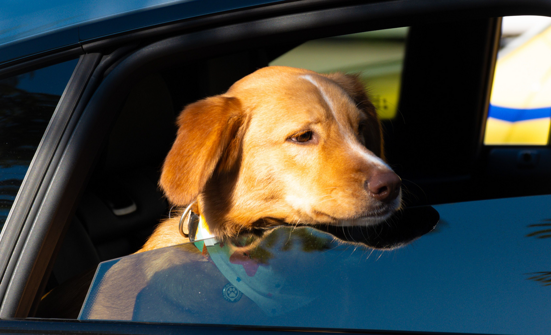 The Summer Travel Checklist for Your Dog