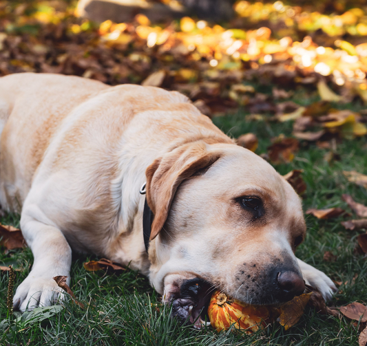 The Fall Immune Tune-Up Your Dog Needs Now