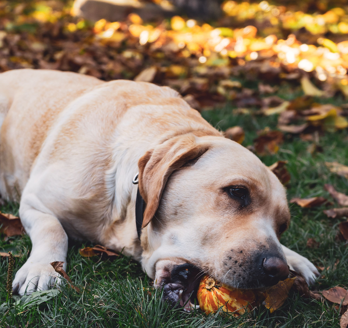 The Fall Immune Tune-Up Your Dog Needs Now