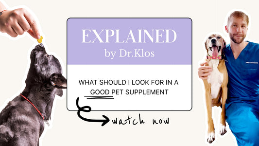 Explained With Dr. Klos: What Should I Look for in a Good Pet Supplement?