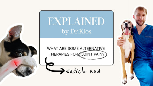 🦴 Alternative Therapies for Joint Pain in Dogs, Explained by Dr. Klos