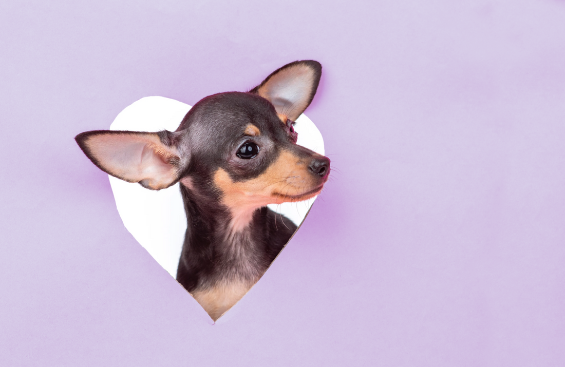 The Science Behind Your Dog's "Love Hormone"